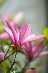 Beautiful purple magnolia flowers in the spring season on the magnolia tree