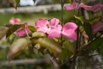 Pink Dogwood Blossoms