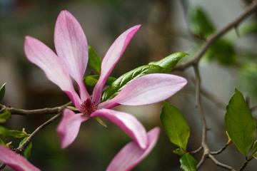 Obraz premium Beautiful purple magnolia flowers in the spring season on the magnolia tree