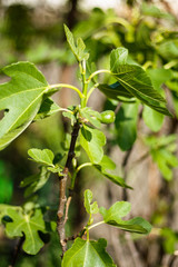 Green raw figs on the branch of a fig tree