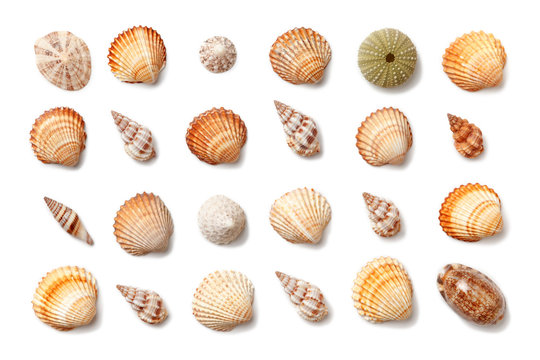 Collection of small exotic shells isolated on a white background.