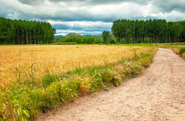 Fototapeta na wymiar Nice wheat field with pathway