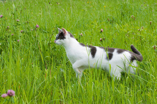Grau wei&szlig;e Hauskatze in einer Wiese