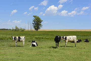 Steers fed on pasture, La Pampa, Argentina