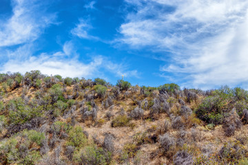 Summer hills dry out for hiking and walking into California mountain forest