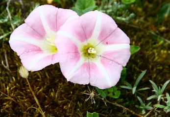 liseron sauvage,rose tt blanc dans la lande