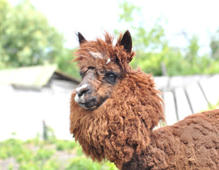 Obraz premium Lama at the zoo