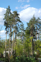 Fototapeta na wymiar Several pines on a blue sky background in a park.