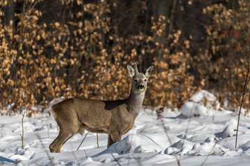 Roe deer with one antler, horne, portrait