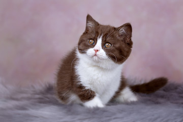 Edel - Traumkatze BKH in bicolor - Kitten in chocolate-white