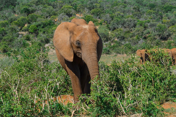 Fototapeta na wymiar Elephant standing in bushes on backgroung group of elephants in Addo park, south africa