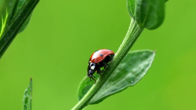 Seven-spot Ladybird (Coccinella septempunctata) - (4K)