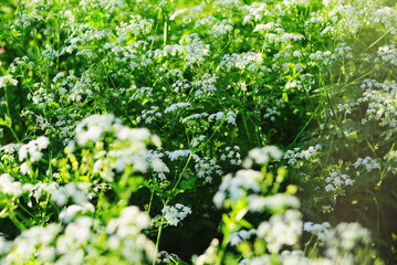 Green thickets of flowering elderberry