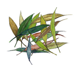 Eucalyptus leaves. Pencil drawing  leaves on white background, Abstract nature. Olive leaves. Hand drawn