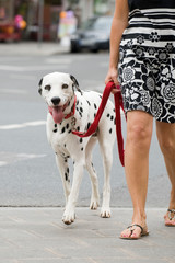 Frau mit Hund in der Stadt