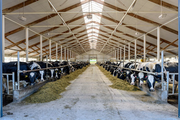 Milking cows eating in modern farm cowshed.