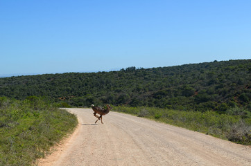 Kudu runs across the road in Addo park, South Africa
