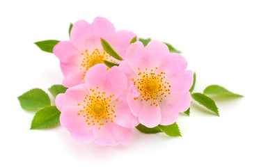 The flowers of wild rose isolated.