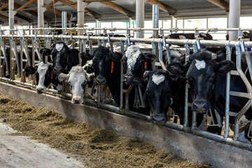 Milking cows eating in modern farm cowshed.
