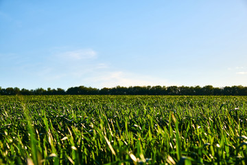 field of green grass.