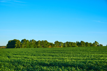 field of green grass.