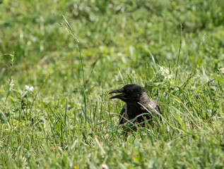 jackdaw bird with open beak goes on the lawn