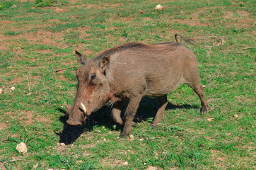 warthog in Addo park, South Africa