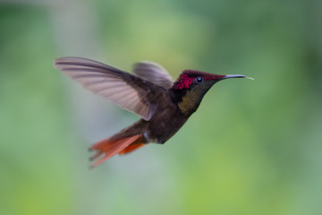Naklejka na ściany i meble Hummingbird(Trochilidae)Flying gems ecuador