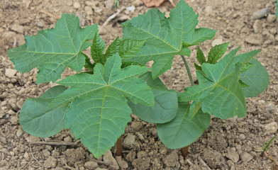 피마자싹