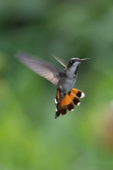 Hummingbird(Trochilidae)Flying gems ecuador