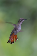 Obraz na płótnie Canvas Hummingbird(Trochilidae)Flying gems ecuador
