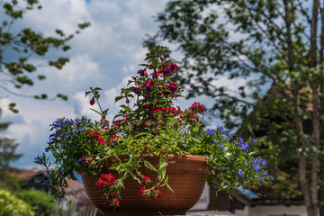 Blumentopf mit roten Fuchsien und