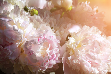 Beautiful flowers, peonies. Bouquet of pink peony background.