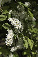Chokecherry Tree Flowers