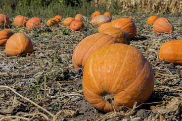 The harvest of large and small pumpkins in the fall, they are on the ground. Pumpkin for Halloween
