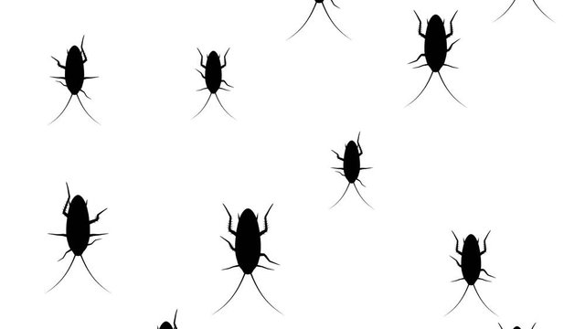 Cockroaches running down on a white background. Seamless loop 3d animation of black silhouettes of insects.