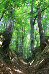 Szlak prowadzący przez leśny wąwóz, rezerwat przyrody Barania Góra, Polska