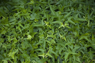 Green plant ivy-bound wall, leaf background and texture