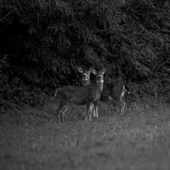deer (HD)