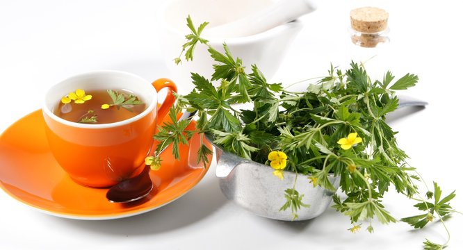 Blutwurz, Tee,  Kr&auml;utermedizin