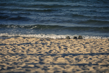 Fototapeta na wymiar small wave on the beach