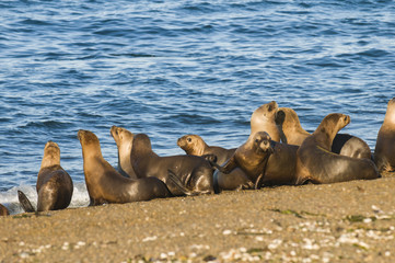 Fototapeta premium Sea lions, Patagonia , Argentina