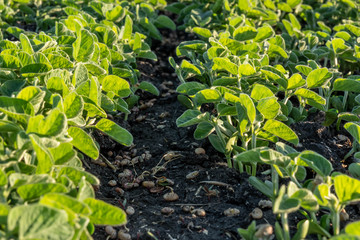 Soybean flowers on soy plant. Green growing flowering soybeans. Agricultural soy plantation background. Young soybean plants with tiny flowers on cultivated soybean field