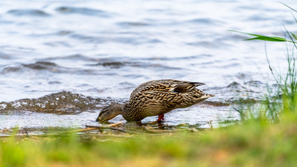 Ente auf Futtersuche an einem See