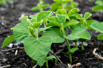 Soybean flowers on soy plant. Green growing flowering soybeans. Agricultural soy plantation background. Young soybean plants with tiny flowers on cultivated soybean field