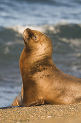 Naklejka premium Matka i dziecko lew morski, Patagonia