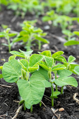 Soybean flowers on soy plant. Green growing flowering soybeans. Agricultural soy plantation background. Young soybean plants with tiny flowers on cultivated soybean field
