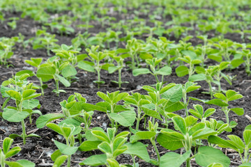 Soybean flowers on soy plant. Green growing flowering soybeans. Agricultural soy plantation background. Young soybean plants with tiny flowers on cultivated soybean field