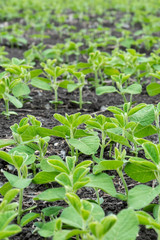 Soybean flowers on soy plant. Green growing flowering soybeans. Agricultural soy plantation background. Young soybean plants with tiny flowers on cultivated soybean field