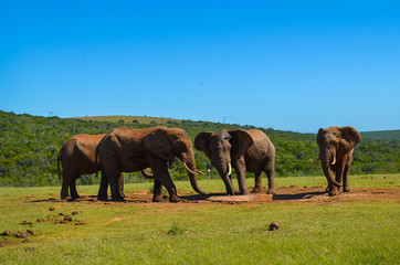 elephants drinking water in Addo park, South Africa